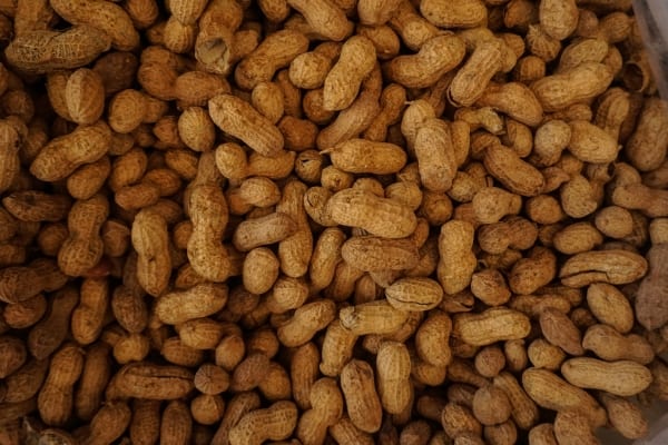 Bunch of unshelled peanuts