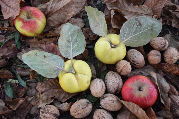 Walnuts and apples