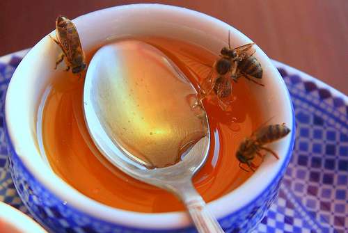 A cup of honey and a couple of honey bees