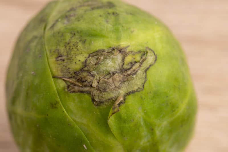 Brussels sprout: damaged outer leaf