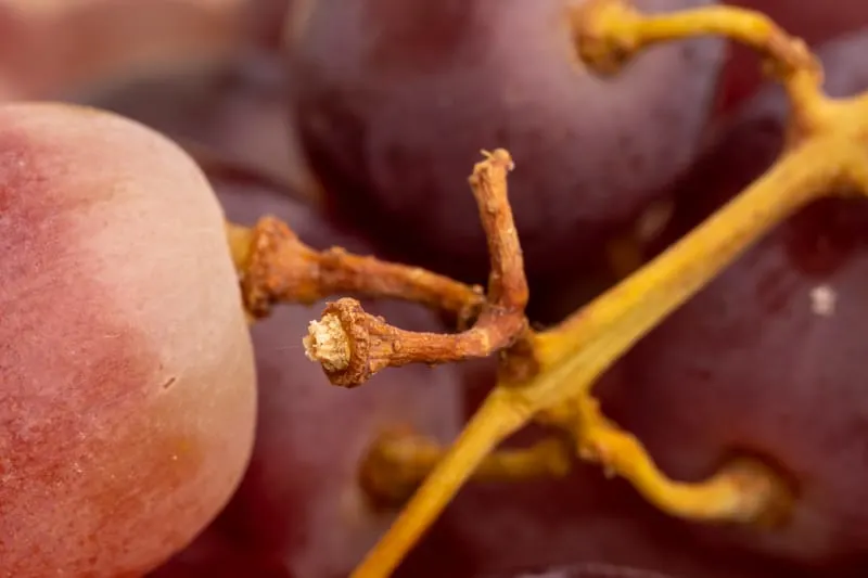 Grapes: brown and dry stems
