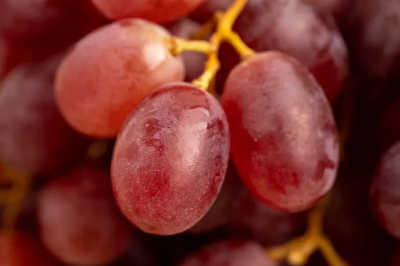 Grapes closeup