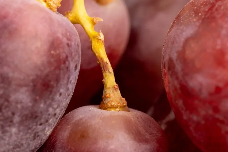 Grapes: green stem starting to brown