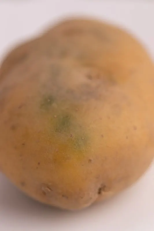 Potato with a green tinge