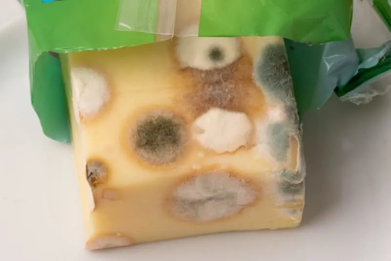 Moldy hard cheese