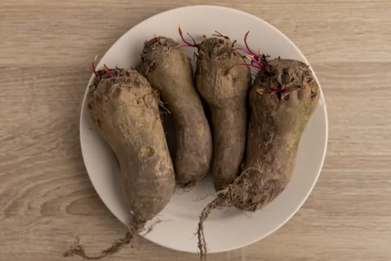 Old beets with shoots