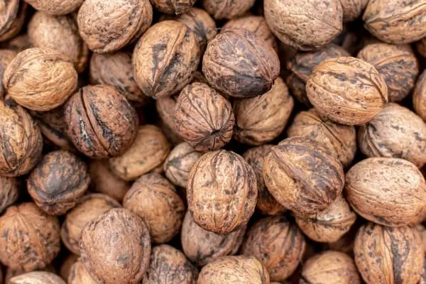 Pile of unshelled walnuts
